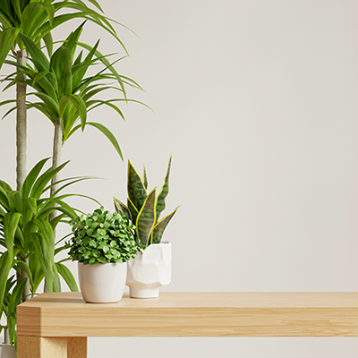 共用部の植栽
